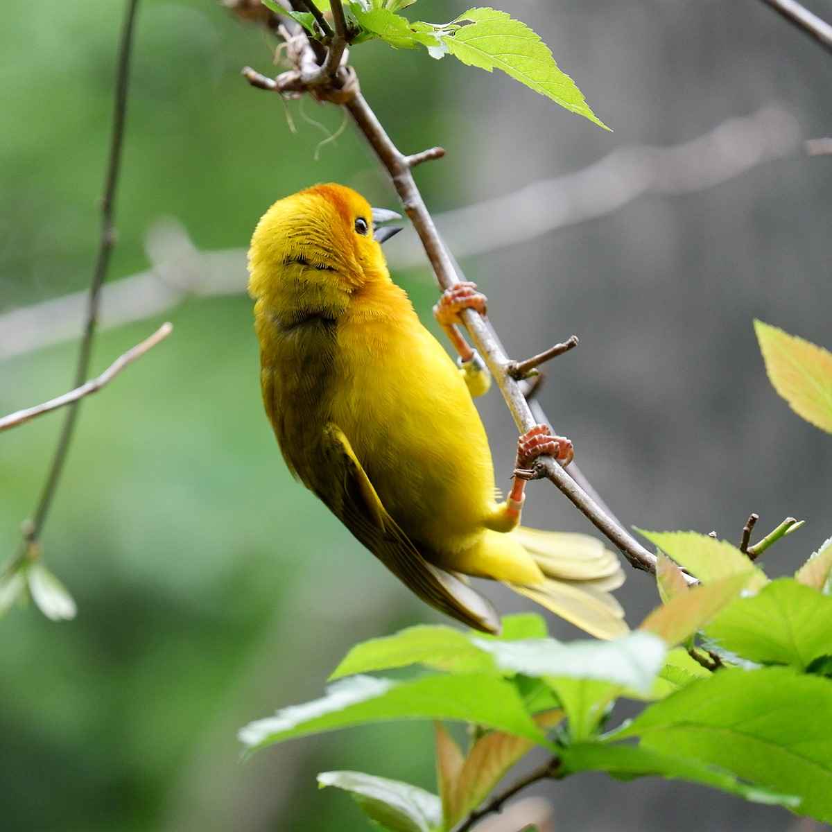profile-image